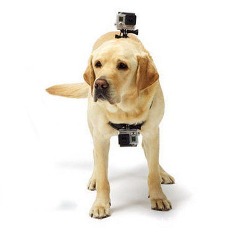 Sports camera full range dog walking video holder dog leash dog harness can be installed with two cameras WenstaUSA